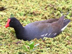 (Common Gallinule) swims (Common Gallinule) swims