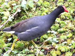 (Common Gallinule) walking (Common Gallinule) walking