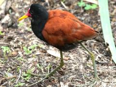 (Wattled Jacana) walking (Wattled Jacana) walking