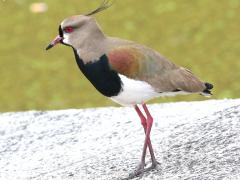 (Southern Lapwing) walking (Southern Lapwing) walking