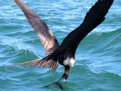 (Magnificent Frigatebird) female fishing (Magnificent Frigatebird) female fishing