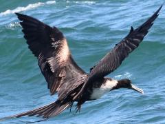 (Magnificent Frigatebird) female skimming (Magnificent Frigatebird) female skimming