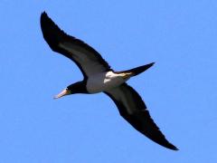 (Brown Booby) flight (Brown Booby) flight