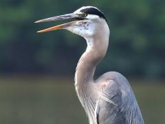 (Great Blue Heron) calling (Great Blue Heron) calling