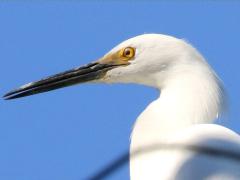 (Snowy Egret) standing (Snowy Egret) standing