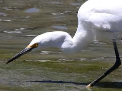 (Snowy Egret) stalks (Snowy Egret) stalks