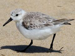 (Sanderling) walking (Sanderling) walking