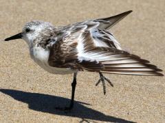 (Sanderling) wings (Sanderling) wings