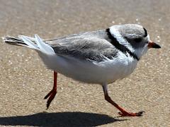(Piping Plover) running (Piping Plover) running