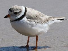 (Piping Plover) standing (Piping Plover) standing