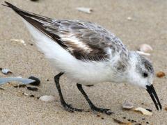 (Sanderling) forages (Sanderling) forages