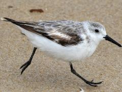 (Sanderling) running (Sanderling) running