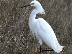 (Snowy Egret) standing (Snowy Egret) standing