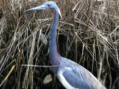 (Tricolored Heron) wading (Tricolored Heron) wading