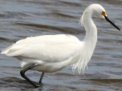 (Snowy Egret) wading (Snowy Egret) wading