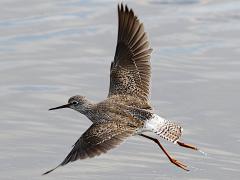 (Lesser Yellowlegs) flight (Lesser Yellowlegs) flight