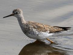 (Lesser Yellowlegs) wading (Lesser Yellowlegs) wading