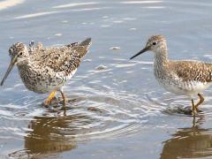 (Greater Yellowlegs) and Lesser Yellowlegs (Greater Yellowlegs) and Lesser Yellowlegs