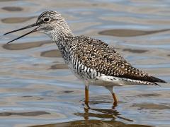 (Greater Yellowlegs) calling (Greater Yellowlegs) calling