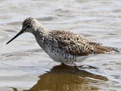 (Greater Yellowlegs) standing (Greater Yellowlegs) standing