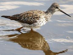 (Greater Yellowlegs) wading (Greater Yellowlegs) wading