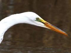 (Great Egret) head (Great Egret) head