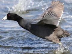 (American Coot) takeoff (American Coot) takeoff