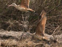 (Marbled Godwit) flight (Marbled Godwit) flight