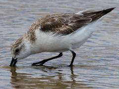 (Sanderling) forages (Sanderling) forages