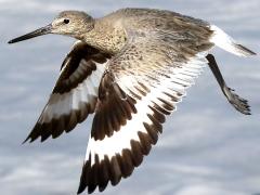 (Willet) flapping (Willet) flapping