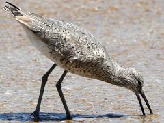 (Willet) foraging (Willet) foraging