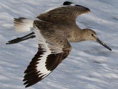 (Willet) glides (Willet) glides