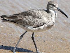 (Willet) walking (Willet) walking