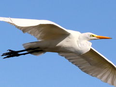 (Great Egret) flying (Great Egret) flying