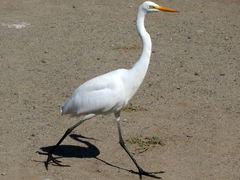 (Great Egret) walking (Great Egret) walking