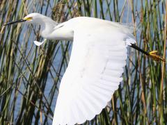 (Snowy Egret) flaps (Snowy Egret) flaps