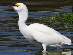 (Snowy Egret) swallows (Snowy Egret) swallows