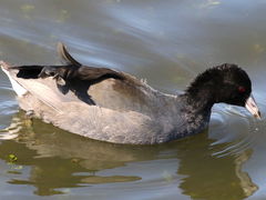 (American Coot) swimming (American Coot) swimming