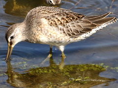 (Long-billed Dowitcher) forages (Long-billed Dowitcher) forages