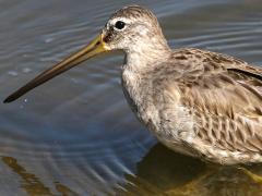 (Long-billed Dowitcher) walking (Long-billed Dowitcher) walking