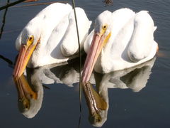(American White Pelican) duo (American White Pelican) duo
