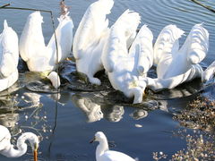 (American White Pelican) feasting (American White Pelican) feasting