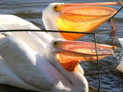 (American White Pelican) feeding (American White Pelican) feeding