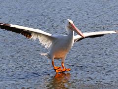 (American White Pelican) landing (American White Pelican) landing
