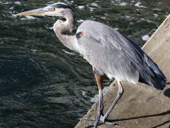 (Great Blue Heron) standing (Great Blue Heron) standing