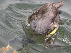 (American Coot) dives (American Coot) dives