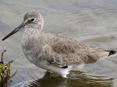 (Willet) wading (Willet) wading