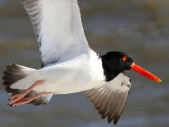 (American Oystercatcher) flaps (American Oystercatcher) flaps
