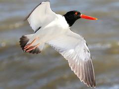 (American Oystercatcher) flying (American Oystercatcher) flying
