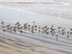 (Sanderling) flock (Sanderling) flock